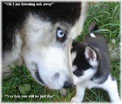 siberian husky sled dogs