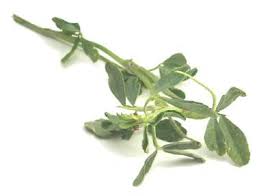 dried methi leaves