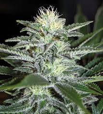 cannabis white widow
