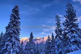 pine trees snow