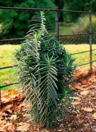 euphorbia