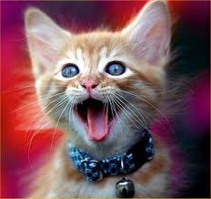 domestic cat photos