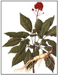 ginseng pictures