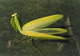 praying mantis with wings
