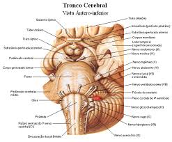 irrigacion cerebral