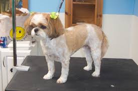 shih tzu grooming