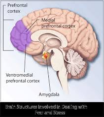 Risk Factors for PTSD