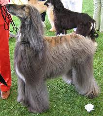 afghan hound dog
