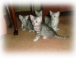 egyptian mau