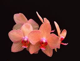orange orchids