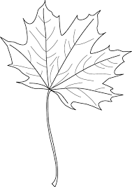 maple leaf
