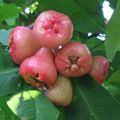 apples wax