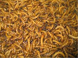 printable a4 world cup fixtures