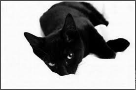 chat noir et sorcieres Galerie-membre,retouche-photo,a1-chat-noir-sur-blancbis