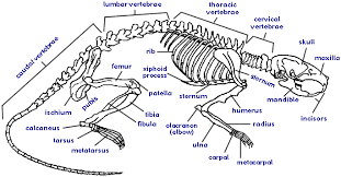 anatomy of the rat