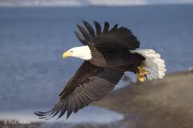 birds of north america