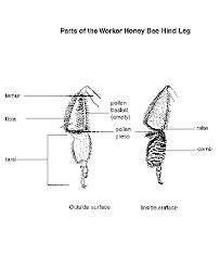 bee biology