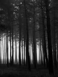 in the dark dark woods