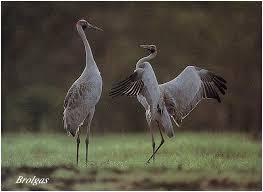 bird dancing