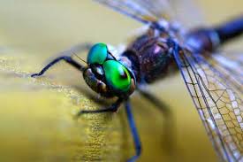 100mm macro canon