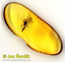 amber with insect