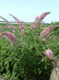 buddleia davidii