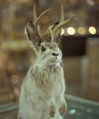 jackalopes