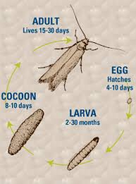 wool moths