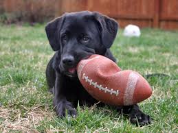 mouthful of football 