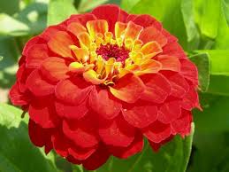 zinnia flower