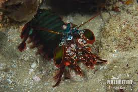 peacock mantis shrimp