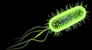 Listeria monocytogenes