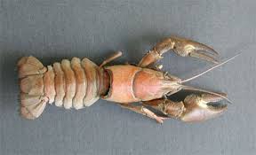 exoskeleton animal