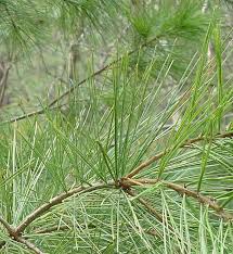 white pine needles