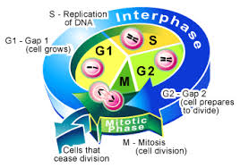 mitosis video
