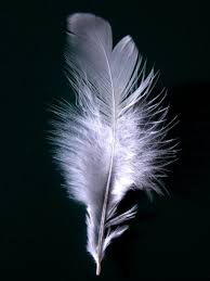 feather picture