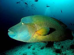 wrasse