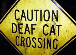 cat crossing sign