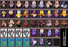 photos bearded irises