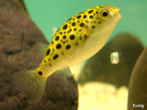 tetraodon nigroviridis