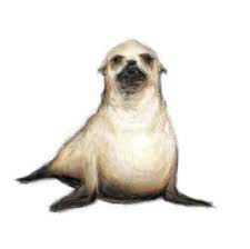 seal kid