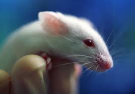 mice lab