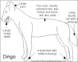 dingo dog
