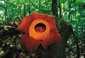 brazil rainforest plants
