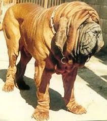 Neapolitan Mastiff profile on