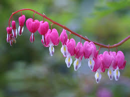 flowers of the world