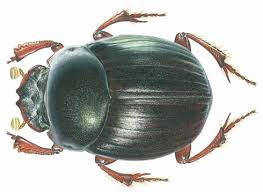 dung beetle