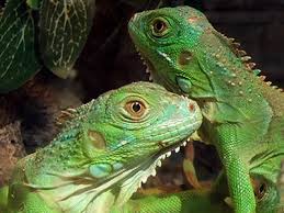 pictures of iguanas