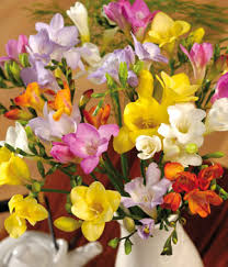 freesias