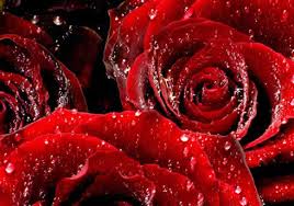 pic red roses